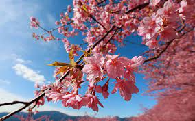Pin By Ashley Kear On Flor De Cerejeira Cherry Blossom Japan Cherry Blossom Wallpaper Cherry Blossom Petals