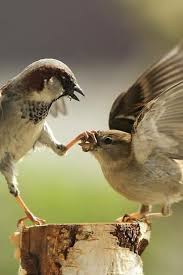 20 March World Sparrow Day 2019 Will Sparrows Return To Our Home Again World Sparrow Day Is A Day Designa Animals Funny Animal Pictures Funny Birds