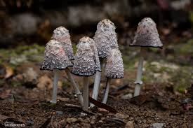 Image result for Coprinus comatus