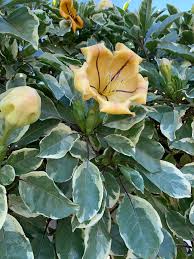 Image result for Solandra maxima