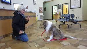 Volunteer orientation sessions are held at our shelter location on saturdays at 3:00 pm. Mvi 7268 Honey From Almost Home Dog Rescue Of Ohio Youtube