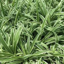 Image result for Chlorophytum lancifolium