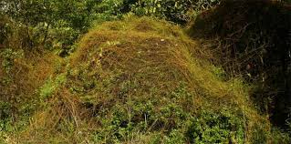 Image result for Cassytha pondoensis