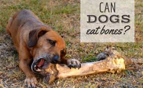 Cat have various dietary demands as compared to us human beings, and what is healthy and balanced for us, is not the short answer is yes, cats can safely eat ham. Can Dogs Eat Bones The Ultimate Guide To What S Safe And What S Not Caninejournal Com