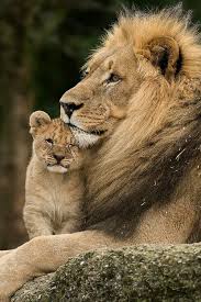 King Of Forest With Little Princess Father With Daughter Animal Love Lion Family Love Animal Nature Lion Pictures Animals Wild Cats