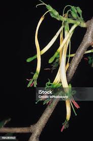 Image result for Loranthaceae