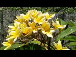 We did not find results for: Yellow Frangipani Plumeria Rubra Youtube