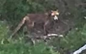 Although it resembles the placental wolf, its head was longer and its legs. Australian Farmer Shares Photo Of Possible Tasmanian Tiger Near Clifton Springs Victoria The Singular Fortean Society
