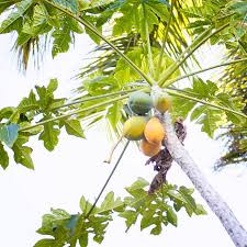Image result for Carica papaya