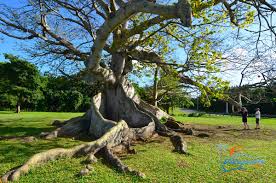 Image result for Ceiba