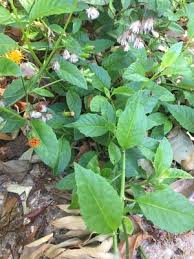 Image result for Gynura scandens