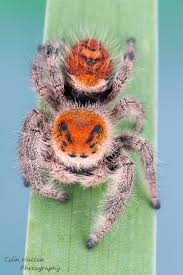 (although they are known to have other species like frogs, mantis and leaf insects.) the team here are obsessed with these seriously adorable pets and they hope that passion for them reflects this in their care and. Regal Jumping Spider Phidippus Regius Inaturalist