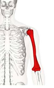 Anatomical positions anatomical positions the body supposed to be in erect posture with arms hanging by sides and the palms of hands are directed forward.there are two body positions which are prone and supine positions. The Humerus Proximal Shaft Distal Teachmeanatomy