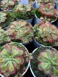 Image result for Drosera natalensis