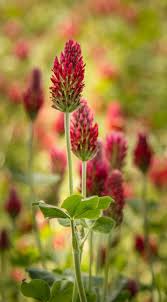 41 Blumen Flowers Ideen Blumen Hintergrundbilder Kostenlos Hintergrundbilder