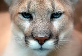 Find images of animal predator. How Wild Predators Can Improve Your Health