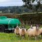 The mixed advantage: integrating livestock into event image