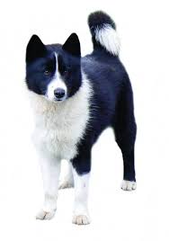 Image result for karelský medvědí pes