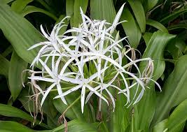 Image result for Crinum asiaticum