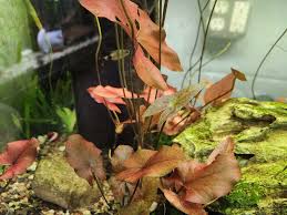 Advanced Aquarium Systems...