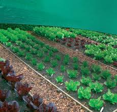 Best shade cloth to reduce temperature of plants for your vegetable garden. Garden Cover 50 Shade Cloth Coolaroo