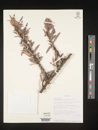 Image result for Phragmanthera eminii