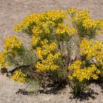 Image result for Warneckea albiflora