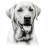 Here you can explore hq christmas dog transparent illustrations, icons and clipart with filter setting like size, type, color etc. 1