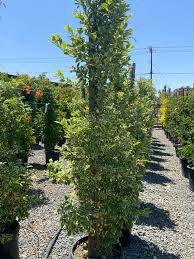 Image result for Duranta erecta