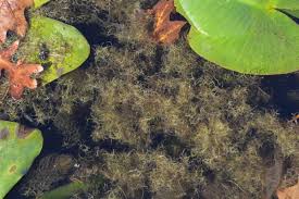 Image result for Wolffiella