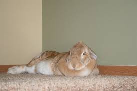 Image result for tbn:nuNU7FPK4A54yM::rvforsaleguide.com/images/bunny-resting-picture.jpg