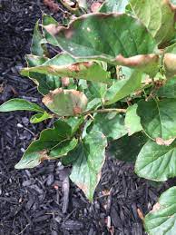 What are your plants trying to tell you?there are a lot of articles on internet with various solutions to the problem of leaf curling. Miss Kim Lilac Brown Curled Leaves 430926 Ask Extension