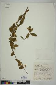 Image result for Bonamia mossambicensis