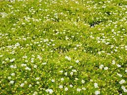 Image result for Sagina abyssinica