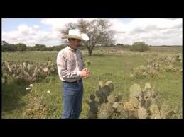 From some research, i think it may be a prickly pear cactus, its been living outside now for at. Controlling Prickly Pear Youtube