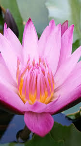 Water Lily Pink Flower Close Up 720x1280 Wallpaper Flowers Flower Close Up Beautiful Flowers