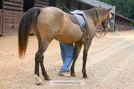 Buckskin Silver Equinetapestry Blog