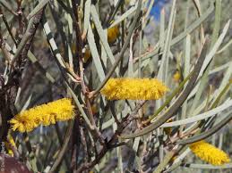 Image result for Acalypha brachystachya