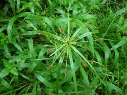 Image result for Cyperus cyperoides