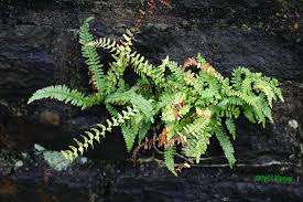 Image result for Asplenium elliottii