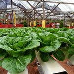 trotter prints cameron highlands town hopping brinchang and tanah rata brinchang cameron highlands map nursery