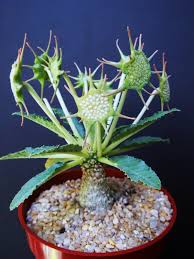Image result for Dorstenia cuspidata