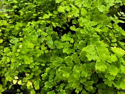 Image result for Adiantum capillus-veneris