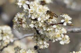 Learn how to grow and care for them and discover 6 common varieties. Types Of Flowering Plum Trees And Useful Tips For Their Care Gardenerdy