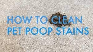 Blot the solution from the carpet with paper towels until you absorb the excess liquid. How To Clean Pet Poop Stains From Carpet Life Is Clean Youtube