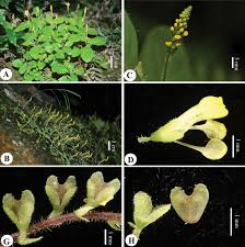 Image result for Polygalaceae