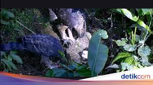 Usahaku untuk ikut melestarikan elang jawa 1. Menteri Siti Nurbaya Beri Nama Elang Jawa Yang Baru Menetas Parawa