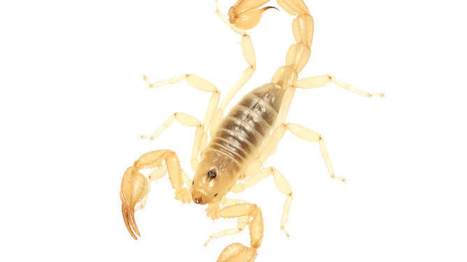 2 new scorpion species discovered in dry California lake-beds | Fox Weather