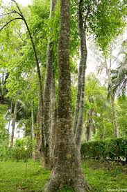 Walmart.com has been visited by 1m+ users in the past month 17 Benefits Of Agarwood You Should Know Indicana Oud