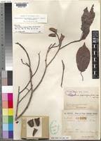 Image result for Nesogordonia